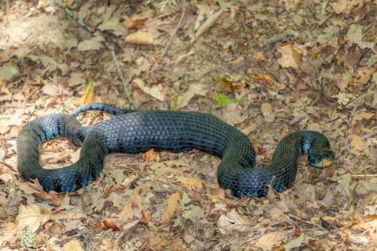 Biscia tassellata che ha mangiato da poco tempo la sua preda