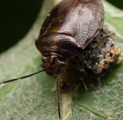 stink bug on a leaf with babies