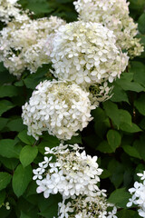 Hydrangea paniculata. The white flowers of hydrangea paniculata. A shrub of hydrangea paniculata.