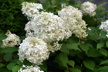 Hydrangea paniculata. The white flowers of hydrangea paniculata. A shrub of hydrangea paniculata.