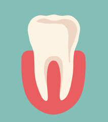 Human tooth. Anatomy of the tooth. Vector illustration.