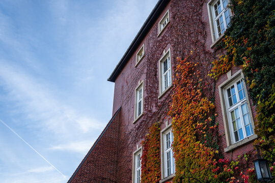 The building is covered with climbing plants - ivy during autumn