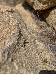 Die Insel Sardinien im Mittelmeer