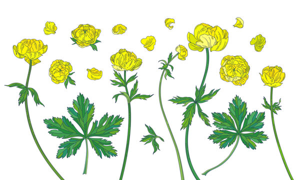 Yellow globeflower. Colored elements on a white background.