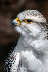 piękny portret samicy sokoła  © piotr