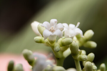 buds of a willow in the forest