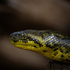 Close up macro shot of yellow and black snake head eye
