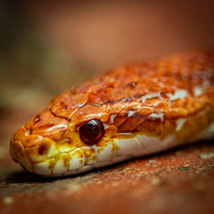 Close up macro shot of red and orange snake head eye
