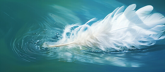white feather on water background