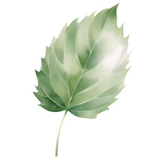 Watercolor leaves isolated on transparent background