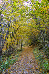 Fototapeta premium Struilitsa Ecotrail at Devin river gorge, Bulgaria