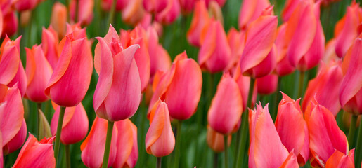 Pink spectacular tulips and forest in the spring