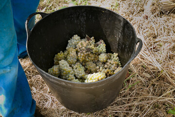 Black basket with white grapes in the agricultural field.