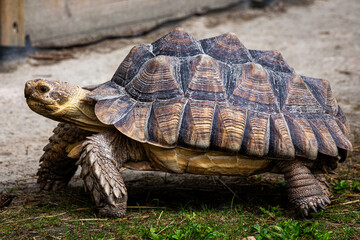 Brown land turtle walking on green grass ground