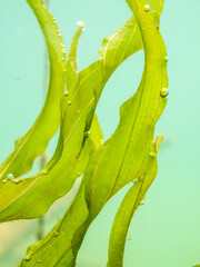 Submerged leaves of Potamogeton praelongus aquatic plant