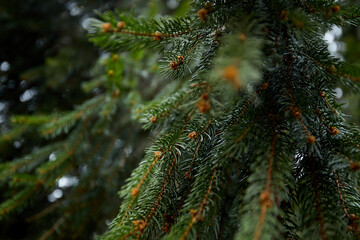  Pine needles on a green background.