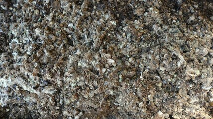 bird excrement in an even layer close-up top view full frame, poultry droppings as a limited natural fertilizer for gardening, farming and agriculture, waste product of domesticated poultry