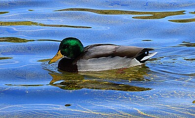 LANDSCAPE, TREES, LEAVES, NATURE, NATURE COLOR, NATURAL CREATION, FRUIT, FLOWERS, BEES,  CAMP HOUSE, ROSE, HOUSE, WATER, FOUNTAIN, AMERICAN FLAG, AROUND THE WORLD, GARDENS