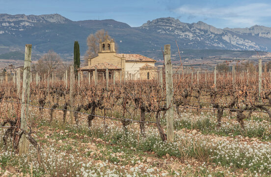 Vineyard of autumn vines with a spanich church in the background