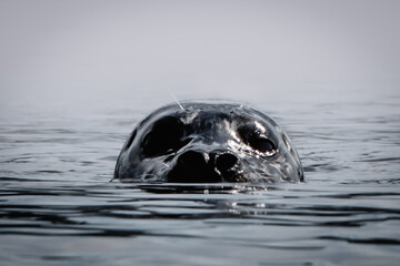 seal in water