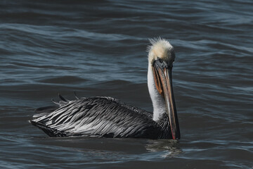 pelican on the water
