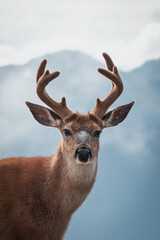 buck in the mountain forest ridge