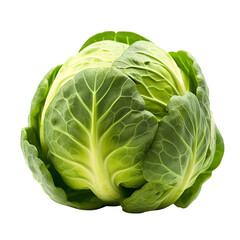 Obraz premium Green fresh organic brussels sprout