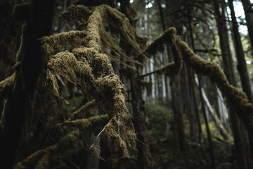 mossy tree in the forest