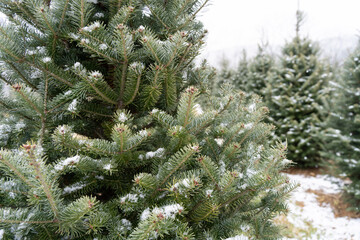 Beautiful Snow-Covered Fraser Fir Christmas Trees