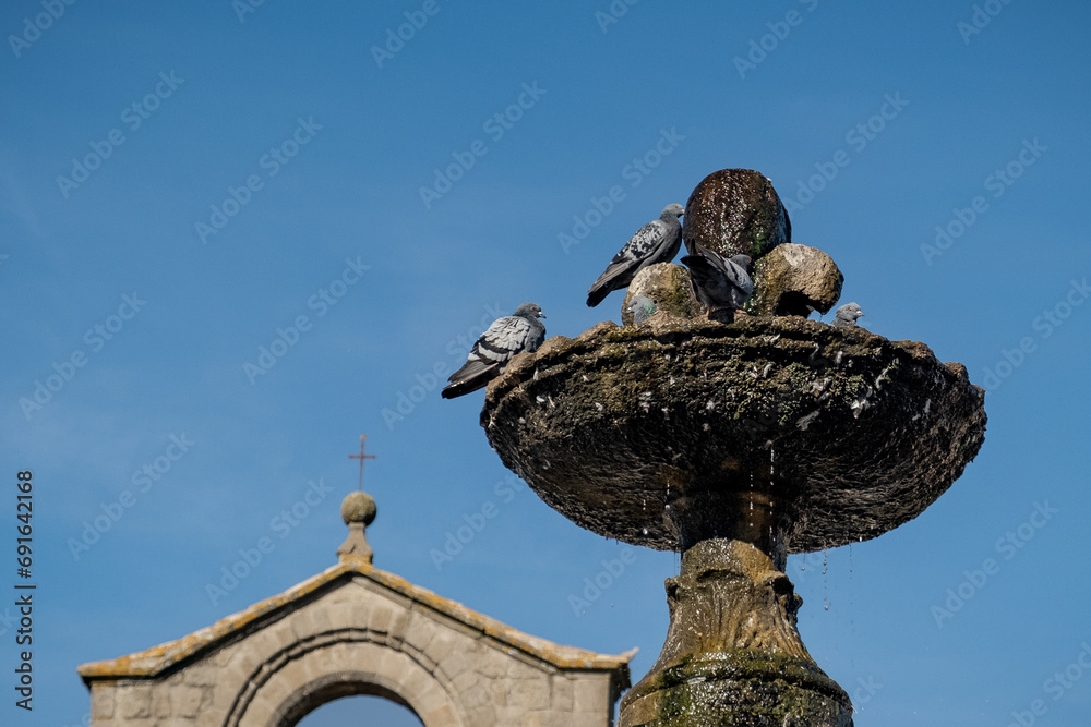 Wall mural Pigeons refreshing in a fountain in Viterbo, Italy