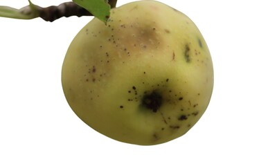  The Apple scab disease. isolated on white background