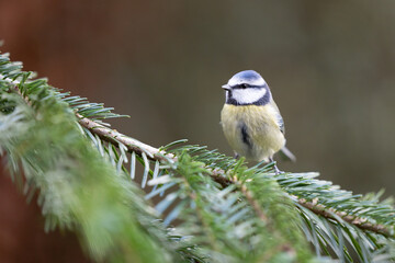 Blue Tit (cyanistes caeruleus) posing on the branch of a spruce tree - Yorkshire, UK in Winter