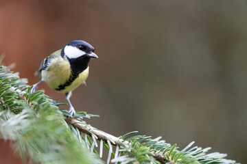 Obraz na płótnie Canvas Great Tit (Parus Major) posing on the branch of a spruce tree - Yorkshire, UK in Winter