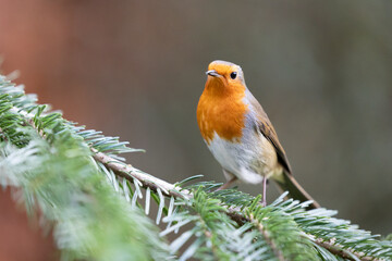 Robin (erithacus rubecula) posing on the branch of a spruce tree with bright red breast showing - Yorkshire, UK in Winter