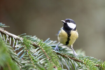 Great Tit (Parus Major) posing on the branch of a spruce tree - Yorkshire, UK in Winter © Helen