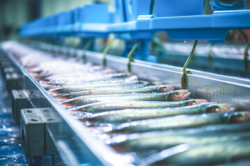 Raw sea fish on a factory conveyor. Production of canned fish. Modern food industry. Fish processing plant. - obrazy, fototapety, plakaty