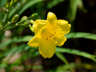 (Hemerocallis 'Bitsy') Daylily cultivar with lemon yellow tepals, a green throat with long stamen...