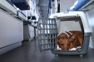 A small dog in a box for carrying animals in transport.
