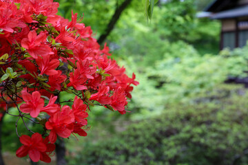 キリシマツツジの咲く風景