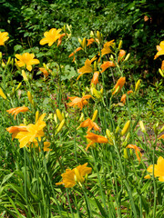 Hemerocallis 'Cartwheels'. Magnificent showy variety of daylilies with deep yellow to light gold...