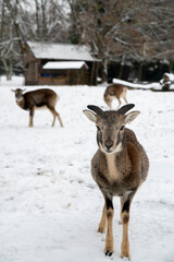 Fototapete bei efototapeten.de bestellen   