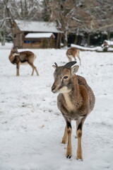 European mouflon, Ovis musimon. Young male in the winter time.