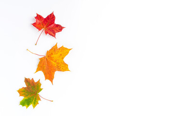 Composition of colourful autumn leaves on white wooden background with copyspace. Fall concept