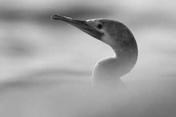 Socotra cormorant with forground blur of limestone rock at Busaiteen coast, Bahrain