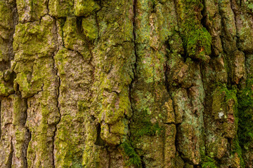 Mossy Texture of oak bark pattern for background.