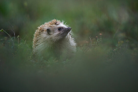 Curious Hedgehog Amidst Greenery
