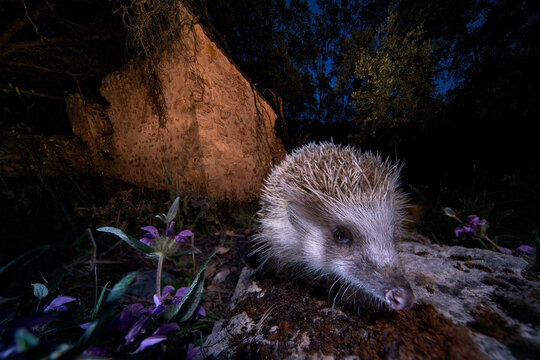 Hedgehog's Nocturnal Exploration