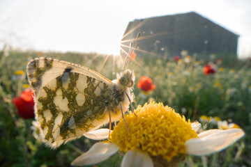 Sunrise moment with butterfly on a flower