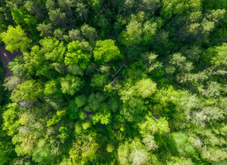 Aerial top view of summer green trees in forest. Drone photography.