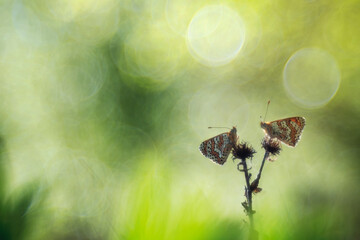 Ethereal butterflies in dreamy bokeh lighting